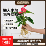懒人水培绿植九里香绿萝文竹室内易养净化空气花卉盆栽植物花卉 红掌1颗【不含盆】土培水培皆可15-20cm