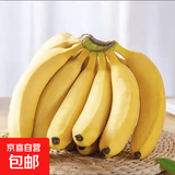 云南高山香蕉 新鲜水果现摘甜糯香蕉 带花皮 青蕉发货 常温放熟吃 9斤