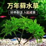 疯狂水草万年藓鱼缸水草植物苔藓微景观鱼缸造景净化水质水草源头直发包邮