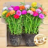 花翁重瓣太阳花苗宿根多年生枝条混色植物盆栽绿植花卉耐晒源头直发