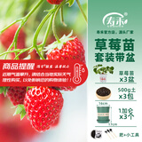 寿禾草莓苗带土发货大苗寿光大型苗场四季带盆栽好春夏季批发奶油秧苗 奶油草莓套装带盆