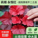 矾根花苗室外植物盆栽大苗耐寒庭院观叶组合草花小苗地栽绿植花卉 永恒红 中大苗100# 不含盆