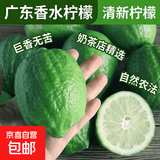 广东香水柠檬包邮新鲜水果柠檬精选皮薄奶茶店【百补优选】 柠檬净重9斤单果净重50g+