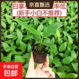 年宵花【热销款】白掌一帆风顺盆栽水培植物绿植过年装饰摆件年货 一颗白掌小苗