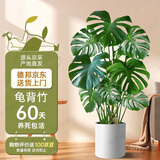 植男植女龟背竹客厅大盆栽大型绿植室内净化空气圆盆源头直发