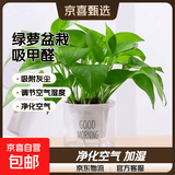 特价绿萝盆栽室内客厅办公室吸甲醛净化空气水培植物绿植花卉好养 【新居布置15盆】绿萝+早安吸水盆 整体含盆高度20-25cm