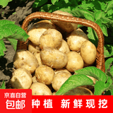 京喜加新鲜黄心土豆农家自种黄皮马铃薯黄心洋芋减脂早餐新鲜蔬菜 黄心土豆 9斤 净重 50g起/单果
