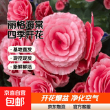丽格海棠重瓣大花盆栽红玫瑰室内客厅阳台四季开净化空气好养花卉 【开花爆盆】公主 丽格海棠带花苞 不含盆