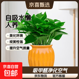 【绿萝盆栽】吸甲醛净化空气水培绿植物懒人花卉好养搬家礼物全 【1盆】绿萝+橙色南瓜盆自吸水 整体含盆高度20-25cm