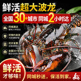 喵和渔【活鲜】鲜活波士顿龙虾大龙虾波龙加拿大进口虾类活虾海鲜生鲜 500-550g/2只【净重】
