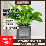 【绿萝盆栽】吸甲醛净化空气水培绿植物懒人花卉好养搬家礼物全 【畅销5盆】绿萝+轻奢灰色繁星吸水盆 整体含盆高度20-25cm