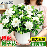 爱优尚栀子花盆栽室内浓香花卉绿植庭院四季开花鲜花源头直发