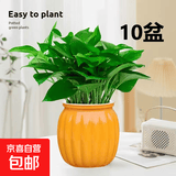 【绿萝盆栽】吸甲醛净化空气水培绿植物懒人花卉好养搬家礼物全 【特惠10盆】绿萝+橙色南瓜盆自吸水 整体含盆高度20-25cm