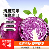 新鲜紫甘蓝生吃凉拌沙拉清脆爽口紫包菜农家自种现采现发新鲜蔬菜 清晨现采紫甘蓝4-4.5斤【单颗≥600g】