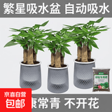发财树盆栽大植物室内办公室桌面客厅小盆景招财树苗绿植花卉盆栽 三杆发财树 5-8cm【繁星吸水盆】 【送肥料】