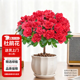 花翁杜鹃花盆栽四季开花带花苞过年花卉室内植物阳台鲜花绿植源头直发