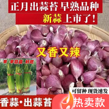 京誉正宗紫皮蒜种子本地红皮大蒜紫皮大蒜种子出蒜苔红根蒜苗香蒜瓣 【正宗紫皮香蒜早蒜种】可吃可种 1斤