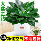 花翁金钻盆栽绿植物大盆绿萝除室内甲醛花卉水培办公净化空气源头直发