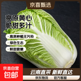 云南高原黄心娃娃菜大白菜新鲜蔬菜包心菜黄心白菜脆甜 新鲜娃娃菜5斤