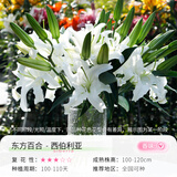 花翁香水百合种球重瓣盆栽进口球根好养花园庭院花卉绿植物源头直发