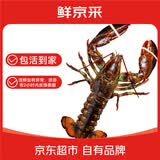 鲜京采 鲜活波士顿龙虾 净重400-500g/只 源头直发 保活到家