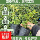 月季花苗四季开花大花浓香型灌木月季苗庭院阳台盆栽地栽玫瑰花苗 扦插小苗15-25cm高发货实拍图 扦插小苗15-25cm高 1棵