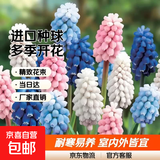 10颗葡萄风信子进口种球土培水培植物盆栽室内室外耐寒花卉多年生 【混色】葡萄风信子种球 10颗 3-4cm