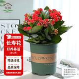 花翁新品长寿花盆栽带花苞重瓣大花苗阳台花卉绿植物室内好养源头直发