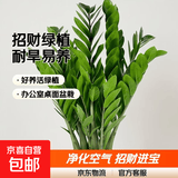 金钱树盆栽钱串子大棵耐旱植物室内客厅办公室绿植净化空气招财树 金钱树60-70厘米【8-10颗】