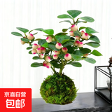 小盼菩提盆栽水培植物苔藓球办公室内带果花卉四季好养茶桌面绿植 小盼菩提（带苔藓球）不带盆（15个果子以上）