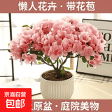 杜鹃花四季开花杜鹃盆栽杜鹃花苗阳台客厅带花苞懒人花卉 1盆【原土原盆】+1加仑盆