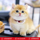 涴喵 苏氏纯种英短幼猫短毛猫大脸猫宠物猫咪活体辅助喂养 宠物级 【金渐层】