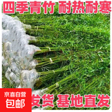竹子苗庭院室内外观赏盆栽黄金竹青竹紫竹苗毛青竹苗金镶玉竹子苗 四季青【带土包活】 1.5厘米粗10颗【1.7米高】