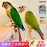 万宠汇 鸟活体虎皮鹦鹉笼养牡丹玄风活鸟学说话手养小太阳鹦鹉宠物鹦鹉 小太阳1只+电镀笼+好饲料1斤