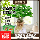 柠檬薄荷盆栽可食用迷迭香薄荷叶苗驱蚊草水培好养花卉室内绿植物 中盆薄荷(风信子玻璃瓶)+2营养液 含盆