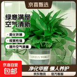 【绿萝盆栽】吸甲醛净化空气水培绿植物懒人花卉好养搬家礼物全 【8盆】180绿萝+绿色加仑盆自吸水 整体含盆高度20-25cm