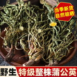 岷农人野生蒲公英500g甘肃整株全根蒲公草婆婆丁中药材茶泡
