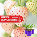 寿禾草莓苗带土发货大苗寿光大型苗场四季带盆栽好蔬菜苗批发种子秧苗 【口感更好】小白草莓苗 1盆