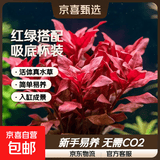 【京东物流】水草套餐 好养耐活真水草植物绿菊大叶绿九冠鱼缸 红绿搭配八杯水草（吸底杯）超值推荐