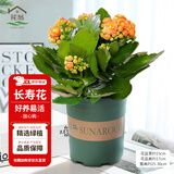花翁新品长寿花盆栽带花苞重瓣大花苗阳台花卉绿植物室内好养源头直发