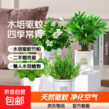 夏季水培驱蚊竹植物室内客厅水养绿植花卉盆栽办公室桌面四季好养 驱蚊四件套竹柏+九里香+薄荷+迷迭香(早安盆)+营 标准