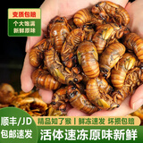十里馋 知了猴新鲜金蝉大活体速冻爬叉候知了龟唐僧肉山东特产送礼 【巨无霸】大金蝉100只