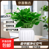 【绿萝盆栽】吸甲醛净化空气水培绿植物懒人花卉好养搬家礼物全 【开业吸甲醇15盆】绿萝+白色南瓜盆自吸水 整体含盆高度20-25cm