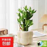 北欧绿植ins云朵盆办公室客厅盆栽桌面摆件简约创意网红花卉植物 步步高+泡泡树脂盆1盆装送托盘