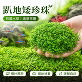 逸乐宠鱼缸水草植物大坨草增氧阴性增氧淡水新手懒人水榕造景水培坨草 趴地矮珍珠小坨