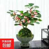 小盼菩提盆栽水培植物苔藓球办公室内带果花卉四季好养茶桌面绿植 小盼菩提（苔藓球） 碧绿莲花盏（15个果子以上）