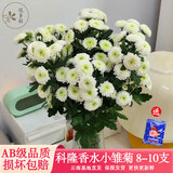 悦多彩小雏菊  鲜花速递云南基地直发乒乓菊花材办公室家庭水养鲜切花 AB级科隆香水小雏菊 8-10支