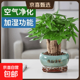 【绿萝盆栽】吸甲醛净化空气水培绿植物懒人花卉好养搬家礼物全 【乔迁之喜】5年粗壮三杆发财树+招财进宝元宝陶瓷盆 整体含盆高度20-25cm