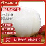 金城百合谷兰州百合甘肃特产生鲜百合新鲜现挖农家食用甜百合买菜 滋润蔬菜 一斤16个四头装 （真空+保鲜箱）