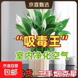 年宵花【热销款】白掌一帆风顺盆栽水培植物绿植过年装饰摆件年货 特级白掌带花+杏色提拉米苏盆